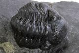 Spiny Cyphaspis Trilobite With Enrolled Austerops & Pyrite #301766-4